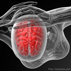 3d rendered illustration of the female brain - top view